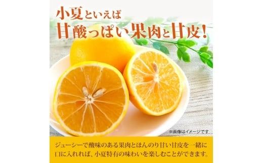 【先行予約】【令和8年産】 小夏 1.5kg 3kg フルーツ 果物 みかん 期間限定 旬 柑橘 ギフト プレゼント 贈答用 こなつ 日向夏 ニューサマーオレンジ デザート スイーツ ジューシー 甘酸っぱい 爽やか 初夏 高知特産 季節の味覚 家庭用 自宅用 贈り物 お取り寄せ 産地直送 メリーガーデン 高知県産 安芸市 高知県