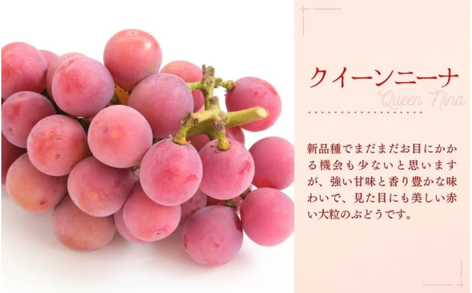 【2026年先行予約】特選 大粒！ ぶどう２種セット（シャインマスカット入り）岡山 NISSHOKU FARM / ぶどう 詰め合わせ ブドウ 葡萄 シャインマスカット ピオーネ クイーンニーナ 先行予約 フルーツ 果物 特選 大粒サイズ 真庭市 【nisfarm012-02】