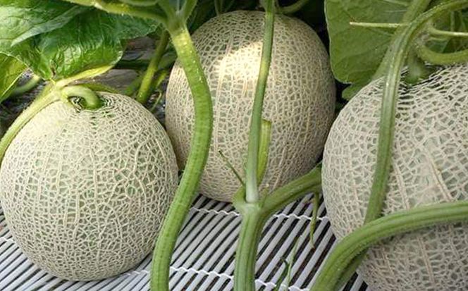 ＜ 2026年 7月中旬より発送 ＞ 北海道産 メロン 赤肉 青肉 8kg 3～6玉 食べ比べ セット ＜ 予約受付 ＞