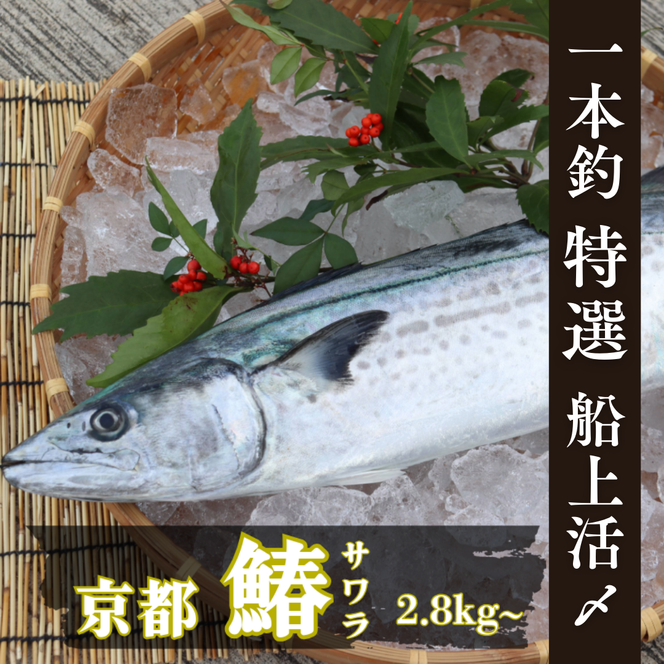 サワラ 一本釣 「特選船上活〆サワラ」 鰆 さわら 京都 宮津 海鮮 海産物 