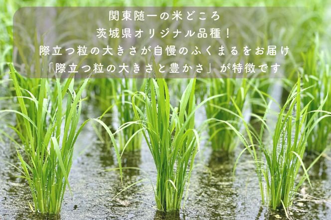 AL012　令和5年産米！際立つ粒の大きさ！ふくまる  １５ｋｇ