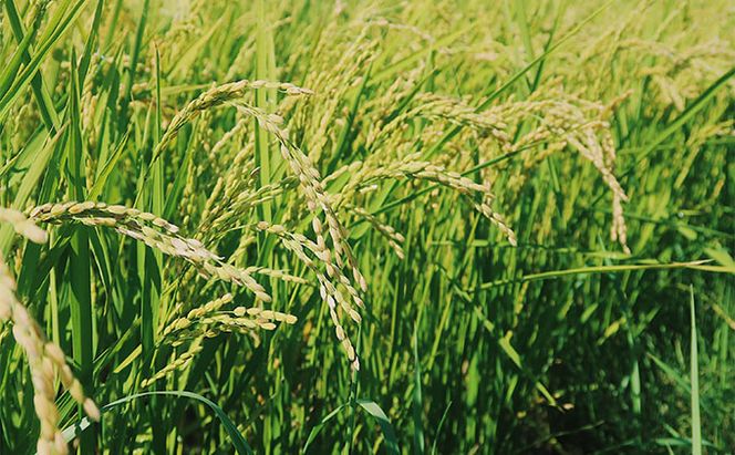 【令和8年度】北海道 富良野産 おぼろづき 減農薬 10kg 米 (山本農園) お米 ご飯 ごはん 白米 定期 送料無料 北海道 富良野市 道産 直送 ふらの