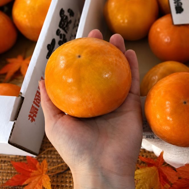柿 志波 富有柿 冷蔵 約3kg 11～12玉 配送不可 離島 果物類 かき 