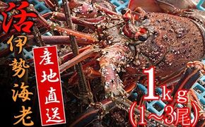 【捌き方レシピ・軍手付き】活きイセエビ漁師直送！！1㎏以上（1～3尾、2～3人前）伊勢エビ 伊勢海老 えび 産地直送 送料無料 エビフライ 刺身 高知県 室戸市