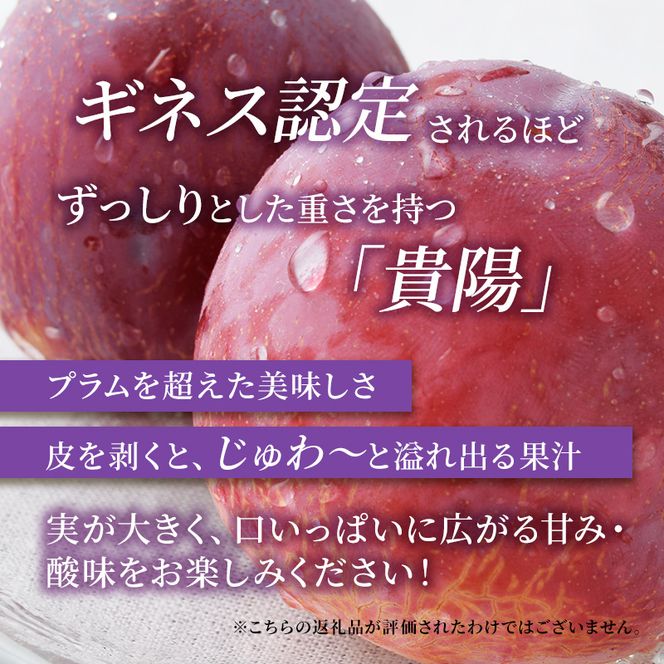 【2026年発送】志賀高原の麓で育った プラム 貴陽大玉10玉約1.5kg プラム すもも フルーツ 果物 長野