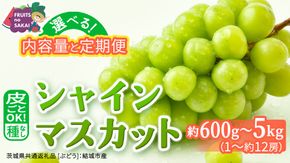 ＼選べる内容量・発送方法／ シャインマスカット 約600g ～ 5kg （約1房～12房）単品（1回）・定期便（3回・6回）【定期2026年8月、単品9月より発送開始】（茨城県共通返礼品 [ぶどう]：結城市産） 葡萄 お取り寄せ フルーツ 種なし 皮ごと 甘い デザート