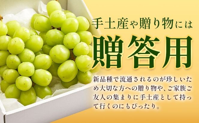 ぶどう 雄宝 1房 2房 贈答用もあり 大粒 種なし 皮ごと フルーツ 果物 ギフト 国産 季節限定 茨城県 結城市 《8月下旬-9月下旬頃出荷予定》 會澤ぶどう・キウイフルーツ園 【配送不可地域あり】(離島)---yuki_aizw_17_1p---