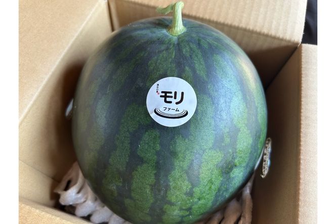 AJ457 【令和8年度出荷分】 湧水の里 モリファーム 大玉スイカ ムーンフラッシュ 2L 7～8kg 1玉 [ 先行予約 数量限定 すいか スイカ 西瓜 フルーツ 果物 長崎 長崎県 島原市 ]