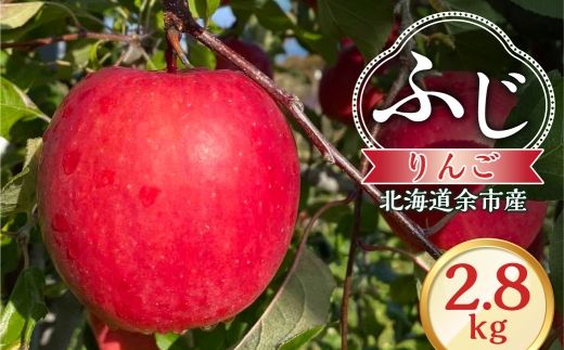 【先行予約：2026年12月上旬より発送】りんご（ふじ）2.8kg【北海道余市町産】_Y103-0076