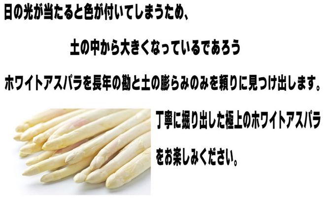 【2026年春発送】訳あり ホワイト アスパラ サイズ混合 【1kg】65本前後 富良野産 アスパラガス 大容量