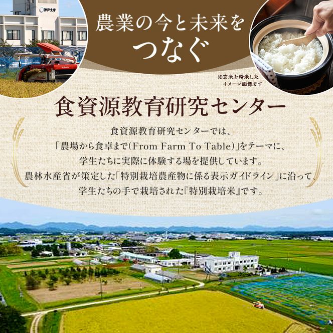 米 令和8年産 神大のおこめ（特別栽培米ヒノヒカリ）玄米30kg お米
