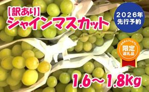 【ふるプレ限定品】【2026年発送分 先行予約】【訳あり】徳用シャインマスカット(1.6～1.8kg) 　 訳アリ 訳あり品 シャイン マスカット ぶどう ブドウ 葡萄 徳用 家庭用 ご家庭用 旬 新鮮 くだもの 果物 フルーツ 山梨 やまなし 富士川町