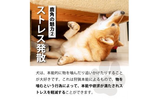 犬が喜ぶおやつ♪ 鹿角 1本 選べるサイズ（S・M・L）【犬 犬のおやつ ペット おもちゃ シカ ツノ 鹿の角 しか つの 鹿 角】