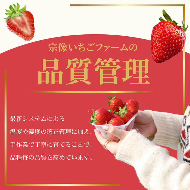 何が届くかお楽しみ！人気のいちご2品種食べ比べセット【宗像いちごファーム】_HA1785