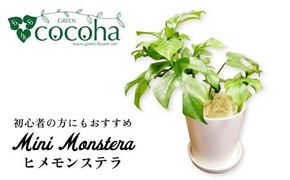 葉に切れ込みが入ったモンステラの小型品種『 ヒメ モンステラ 』 糸島市 / cocoha [AWB034] ヒメモンステラ おしゃれ 小型 可愛い 観葉植物 グリーン 緑 植物 インテリア
