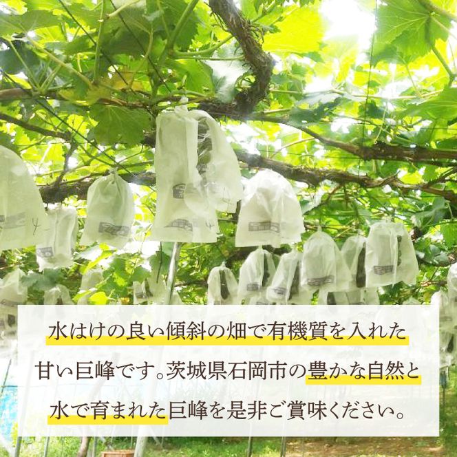 【2026年8月中旬より順次発送】★数量限定★種あり巨峰 約1.5kg(4～6房)【茨城県共通返礼品/石岡市】｜ぶどう 葡萄 果物 くだもの フルーツ 巨峰 石岡市 茨城県 行方市 人気 数量限定 送料無料(HL-1)