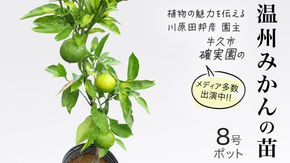 温州 みかん の 苗  8号ポット 1点 苗木 庭木 果樹 ガーデニング 家庭菜園 園芸 鉢植え 庭木 果物 くだもの  観葉植物 インテリア 植木鉢 [BG022us]