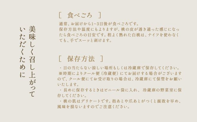 桃 2026年 先行予約 旬 の 白桃 5～6玉入り 約1.5kg 贈答用 もも モモ 岡山県 赤磐市産 国産 フルーツ 果物 ギフト 