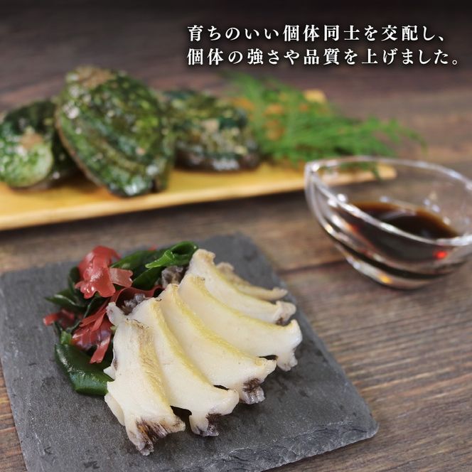 【2026年12月25日発送！！】 奇跡の再始動 訳あり三陸翡翠あわび 30g×6個 冷凍 蒸し鮑 鮑 青空レストラン 蝦夷あわび あわび アワビ 鮑 Abalone ステーキ バターソテー 正月 お正月 おせち バーベキュー BBQ ごはん 夕飯 おかず おつまみ 晩酌 米 丼 海産物 海鮮 魚介 魚介類 贈答品 お中元 お歳暮 大船渡 三陸 岩手県 国産