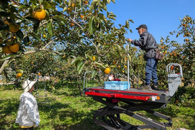 柿の木オーナー 韮崎大村財団柿の木オーナー [一般財団法人韮崎大村財団 山梨県 韮崎市 20745389] 柿 かき カキ 柿の木 オーナー オーナー証 オーナー制度 オーナープラン
