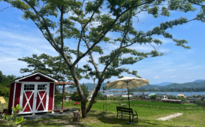 オリーブの苗木