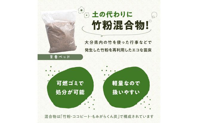 【R17024】バンブーガーデンキット