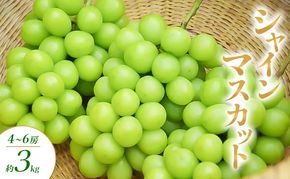 シャインマスカット 3～6房 約3kg ぶどう ブドウ 葡萄 マスカット 果物 フルーツ 長野県 長野 山ノ内町