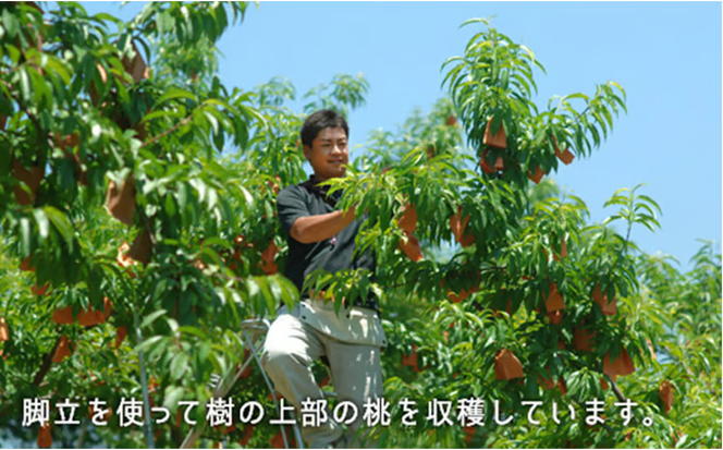 桃 2026年 先行予約 白桃 早生種 約1.3kg 5～6玉 もも モモ 岡山県産 国産 フルーツ 果物 ギフト