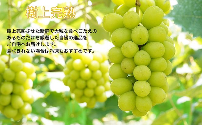 厳選 シャインマスカット 2～3房 合計1.7kg以上 産地直送 朝採れ ぶどう 葡萄 Kawahara Green Farm 岡山県産 2026年 果物 フルーツ 果汁たっぷり ジューシー 種なし 