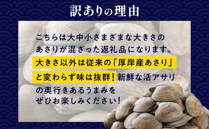 10月発送 北海道 厚岸産 訳あり 活あさり 500g×2 (合計1kg) アサリ 魚貝 海鮮 大粒 美味しい 栄養 旨み 砂出し 水洗い 冷蔵 冷凍保存可能 便利