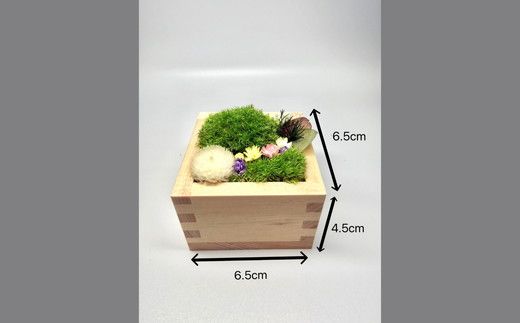升コケ‐中‐(インテリア グリーン 観葉 植物苔 こけ コケ)【002427】