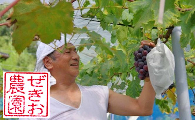 ぶどう食比べセット 2房 合計1kg前後 葡萄 フルーツ 岡山 高梁市産 ぜきお農園 ぶどうclub 2026年 先行予約 果物類 マスカット 果物 