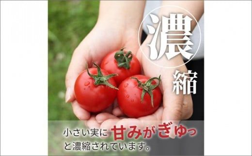 【先行予約】やりすぎトマト（4パック計約1kg）（夏季）（2026年6月上旬以降発送）　DE00160