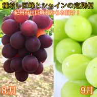 定期便 8・9月発送 紀州有田産旬のぶどうセット（種なし巨峰・シャインマスカット）  AN064