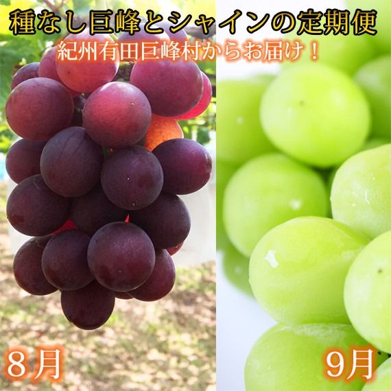 ya̎RLc쒬z 8E9 IBLcY{̂ԂǂZbgiȂEVC}XJbgj  AN064