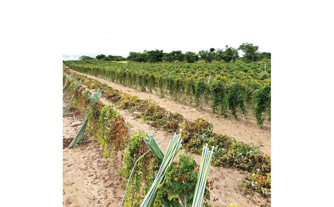 1114.砂丘ながいも3kg 313726_CL003