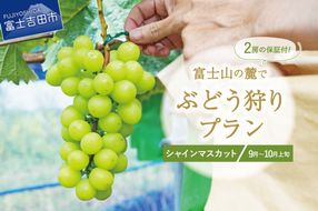 富士吉田市産　ブドウ狩りプラン(シャインマスカット) ぶどう 葡萄 体験 収穫 フルーツ狩り 果物狩り フルーツ 果物 シャイン シャインマスカット 収穫体験 山梨 富士吉田