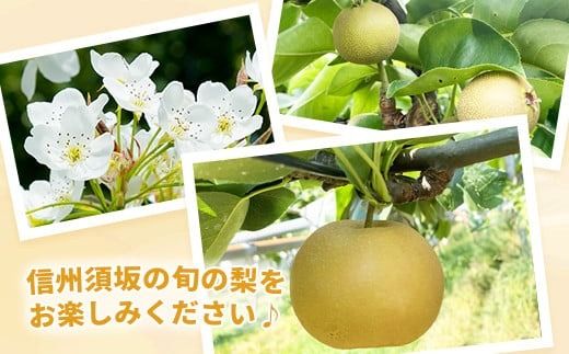 旬の梨 約2kg (約3～10玉) 《黒岩果樹園》■2025年発送■※8月中旬頃～10月下旬頃まで順次発送予定