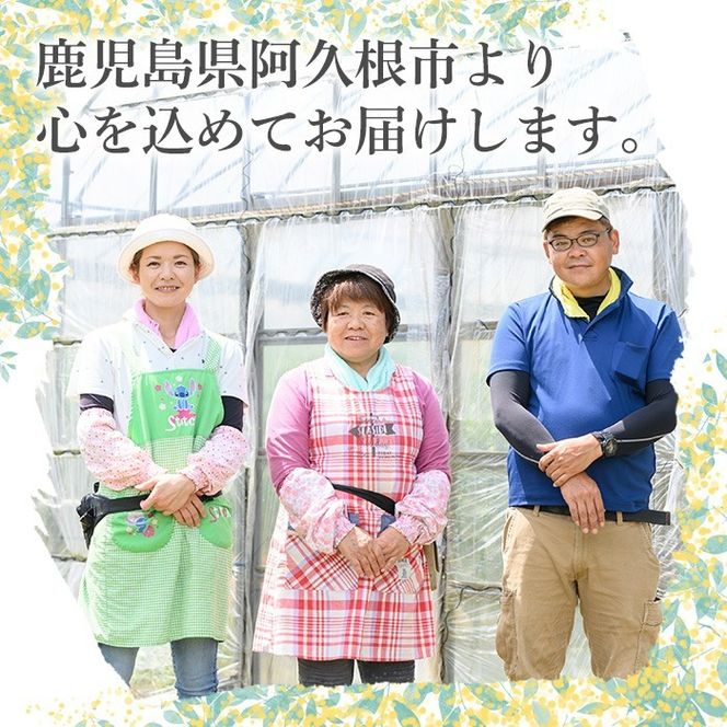 ＜先行予約受付中！2026年5月下旬以降順次発送予定＞厳選摘果！とうもろこし(15本・品種・ゴールドラッシュ) 国産 旬 野菜 青果 トウモロコシ 厳選 高糖度 冷蔵 期間限定 数量限定 【春田幸一】akn082-01