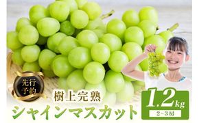 【先行予約】樹上完熟 シャインマスカット 1.2kg（2～3房）（2026年9月中旬～発送）　BF00016