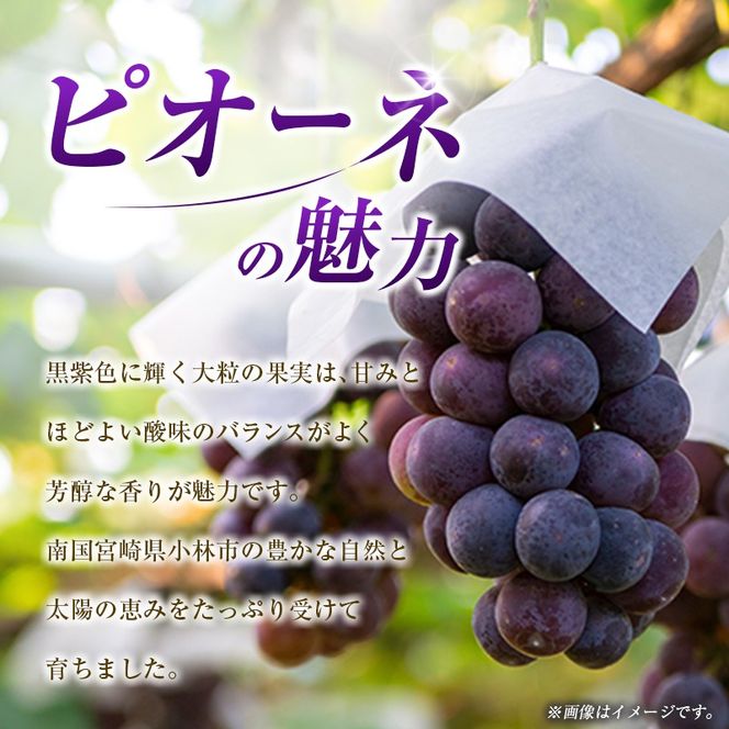 【令和8年発送 先行予約】小林市産 ピオーネ 1kg（ぶどう ブドウ ピオーネ フルーツ 果物 くだもの 先行受付 限定）【令和8年発送 先行予約】小林市産 ピオーネ 2kg（ぶどう ブドウ ピオーネ フルーツ 果物 くだもの 先行受付 限定）