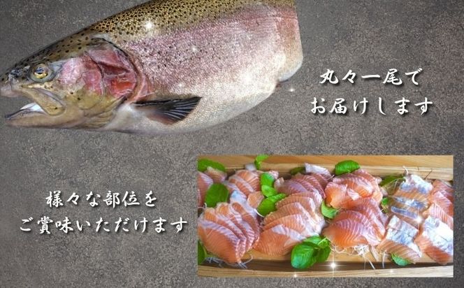 ＜富士湧水　桃サーモン1尾丸ごと＞富士山の湧水で育つ！下処理した状態でお届け！ ED006