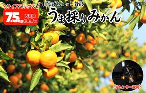 みかん うま採り 箱込約 7.5kg（内容量6.8kg） 光センサー選別 みかんの会厳選 サイズミックス 和歌山県産 産地直送 【みかんの会】［2025年11月中旬より2026年1月中旬頃順次出荷予定］ AX425