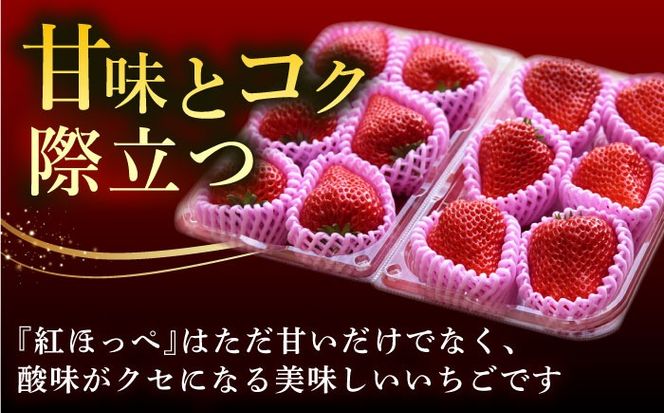 【先行予約】  ＼2026年1月下旬より順次発送／超特大玉いちご 完熟 紅ほっぺ (350g×2パック) いちご 果物 フルーツ 愛西市 / はしもと園芸[AECD001]