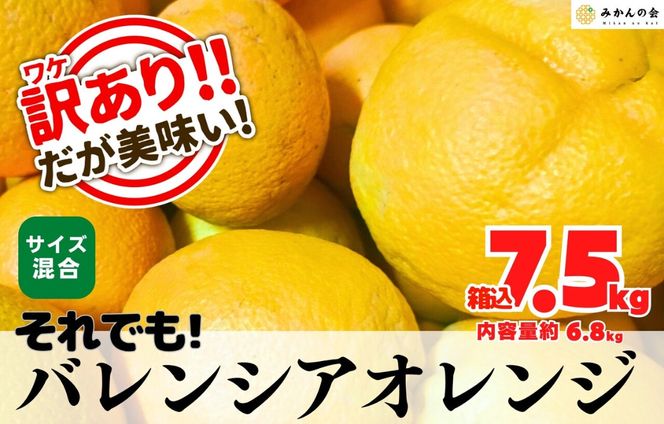 訳あり バレンシアオレンジ  国産 箱込 7.5kg (内容量 6.8kg ) サイズミックス 和歌山県産 産地直送 みかんの会 AX412