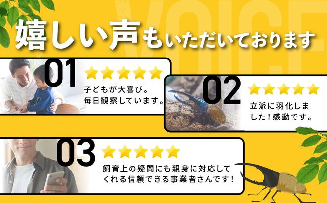 【先行予約】ヘラクレスオオカブト3令幼虫ペア ※育て方の説明書付き※配送不可地域あり【2026年6月から順次発送】 304018_CW003