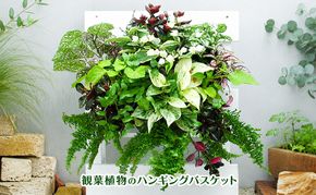 観葉植物のハンギングバスケット 2027年3月10日～順次発送 