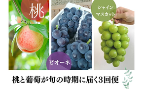 【2026年先行予約】旬採り桃とピオーネ、シャインマスカットが届く3回便！(定期便) (岡山県産)【KF-T001-03】