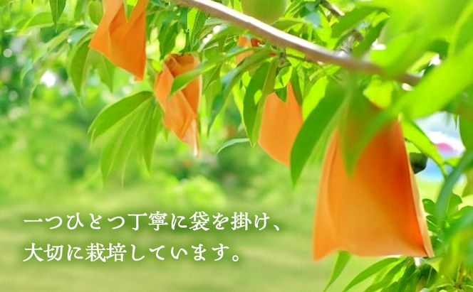 桃 2026年 先行予約 岡山県産 清水白桃 贈答用1.5kg(4～6玉) 朝採れ 農家直送 限定20箱