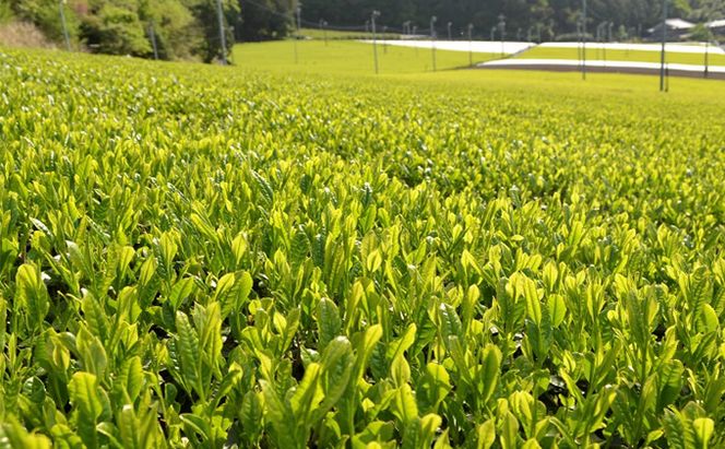 美濃いび茶(抹茶入り）500ml　1ケース24本入 お茶 緑茶 ペットボトル 緑茶飲料 